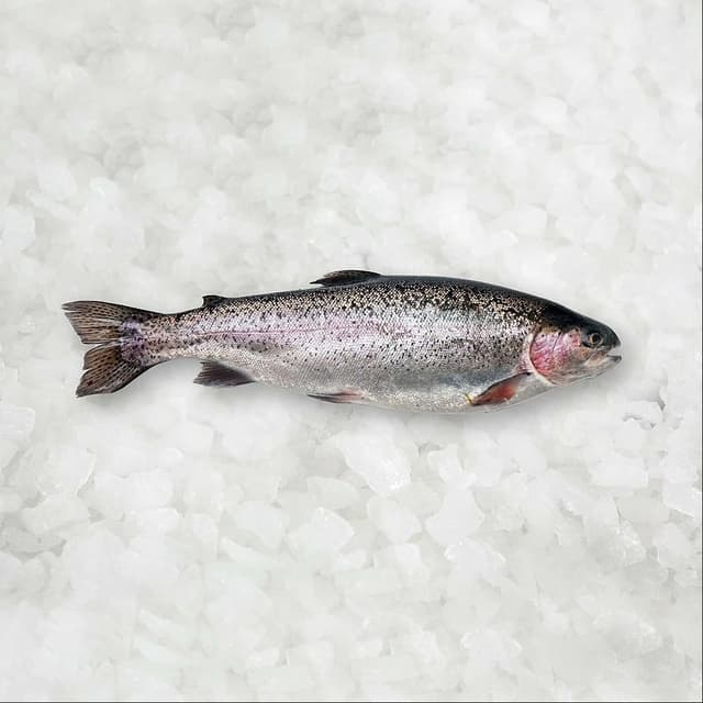 Trout Fish